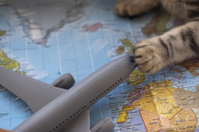 Paszport dla psa, kota, fretki – jak najszybciej go uzyskać?