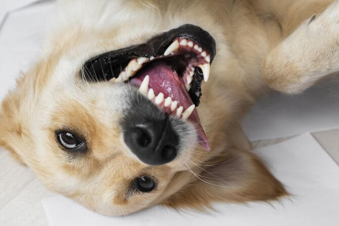 Jak dobrze zadbać o zęby psa