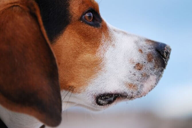 Zapalenie ucha u psów. Co zrobić gdy psa boli ucho